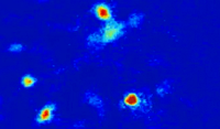 anxiety_cells_firing_in_the_hippocampus_of_a_mouse